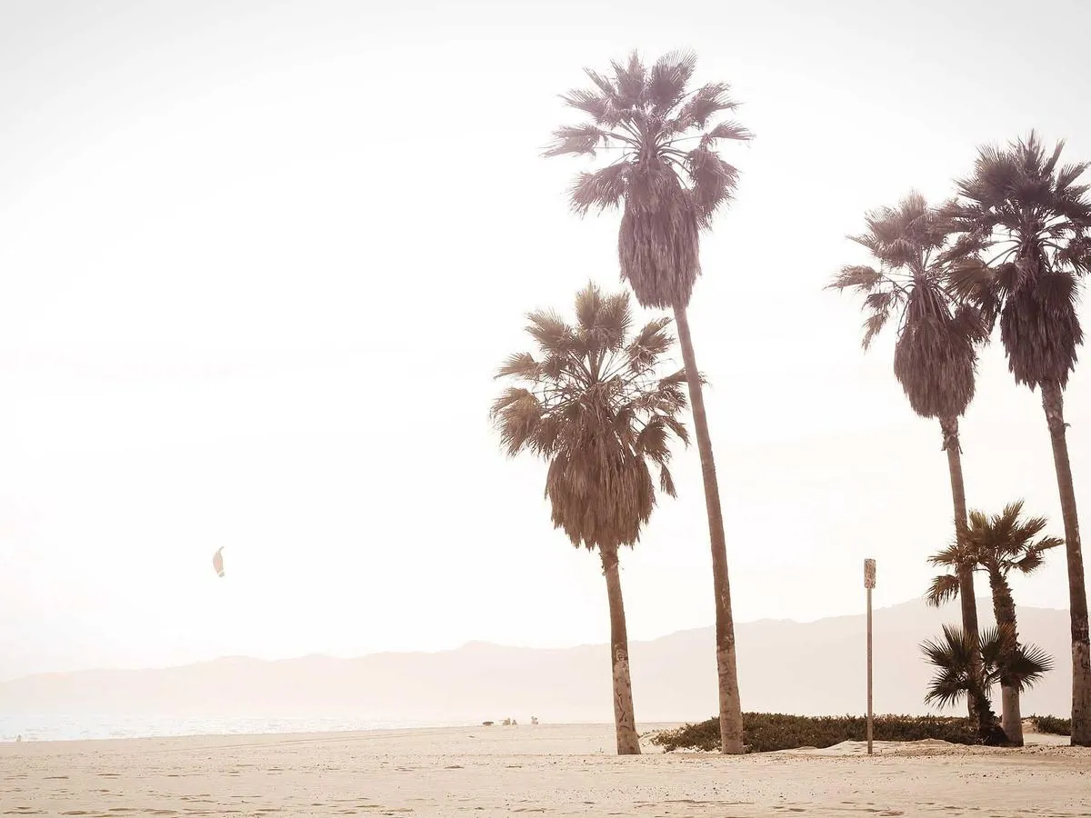 Palm trees against a bright sky on a beach.