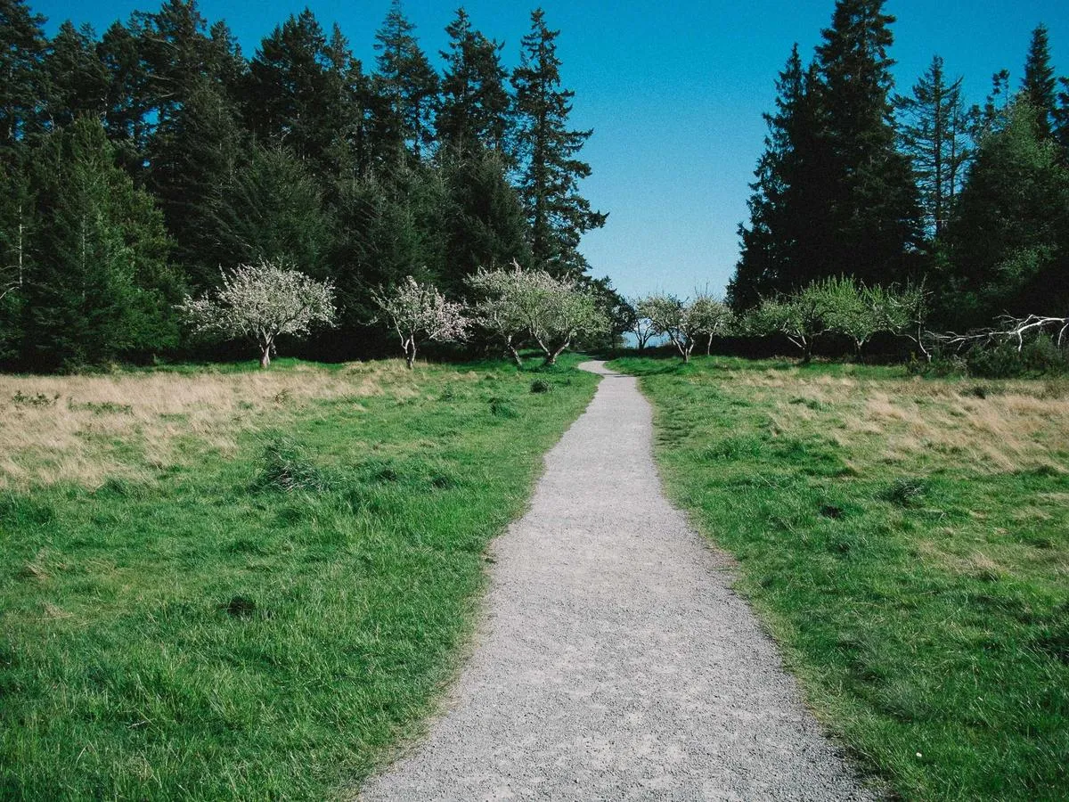 A gravel path through a green park, between tall grass and trees.